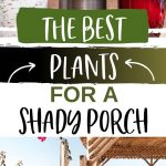 The Best Plants for a Shady Porch | Best Potted Plants for Shade | Best Plants to Put in the Shade | Plants That Like Shade | Plants That Thrive in Shade | #plants #shadedplants #shadeplants #porchplants #patioplants
