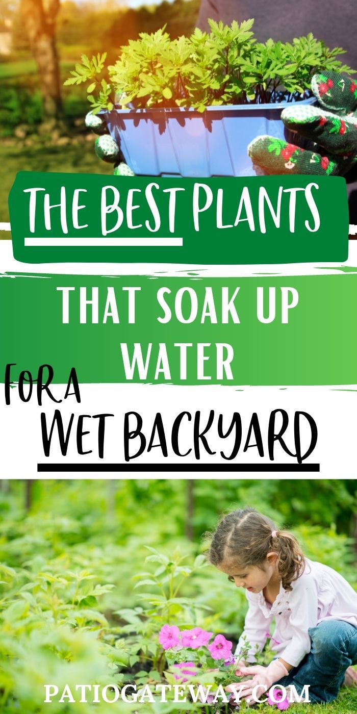 Best Plants that Soak Up Water for a Wet Backyard Patio Gateway