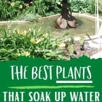 Best Plants that Soak Up Water for a Wet Backyard | How to Make a Backyard Drier | Dry a Wet Lawn | Plants for Wet Areas #plants #gardening #wetyard #plantideas