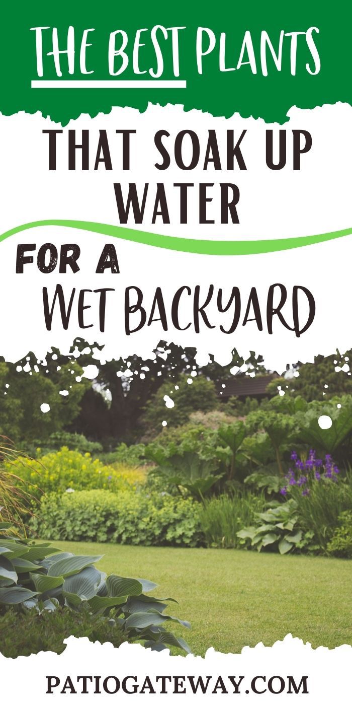 Best Plants that Soak Up Water for a Wet Backyard Patio Gateway
