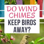 Do Wind Chimes Keep Birds Away? | How to Scare Off Birds With Windchimes | Can I Have Windchimes Near Bird Feeders? | Keep Birds Out of Yard #backyardtips #windchimes #birds #pestcontrol