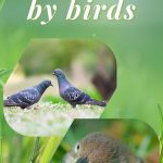 How to Keep Birds from Eating Grass Seed | Stop Birds From Eating Grass Seed | Protect Your Grass Seed | Bird Deterrent Ideas #birdseed #grasseed #lawncare #birds