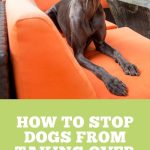 How to Keep Dogs Off of Patio Furniture | Keep Outdoor Furniture Safe From Pets | Dog Training Tips | How to Share a Backyard With Pets #dogtraining #outdoordog #patiofurniture #outdoorliving