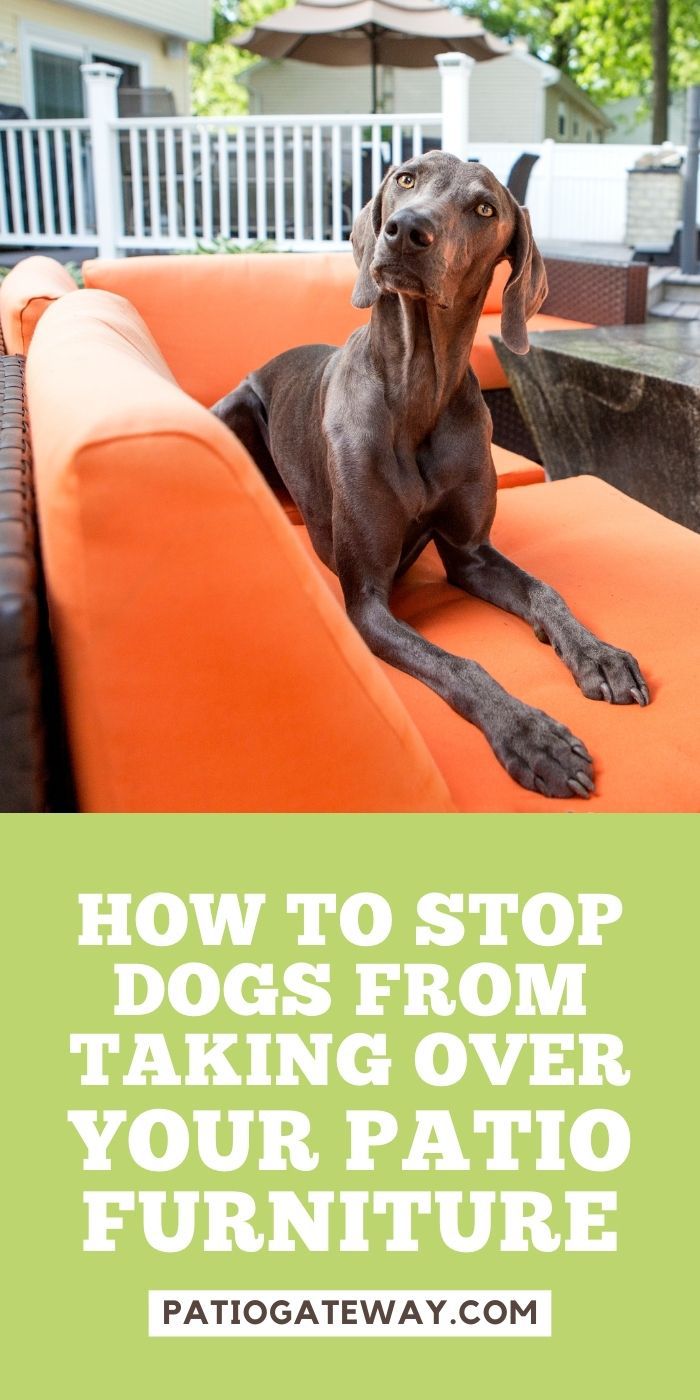 How to Keep Dogs Off of Patio Furniture Patio Gateway