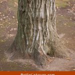 How to Remove a Tree Stump by Hand | Tree Stump Removal | DIY Stump Removal | How to Take Out a Stump | Stump Killing Chemicals | Burn a Stump Away #stumpremoval #diy #yard