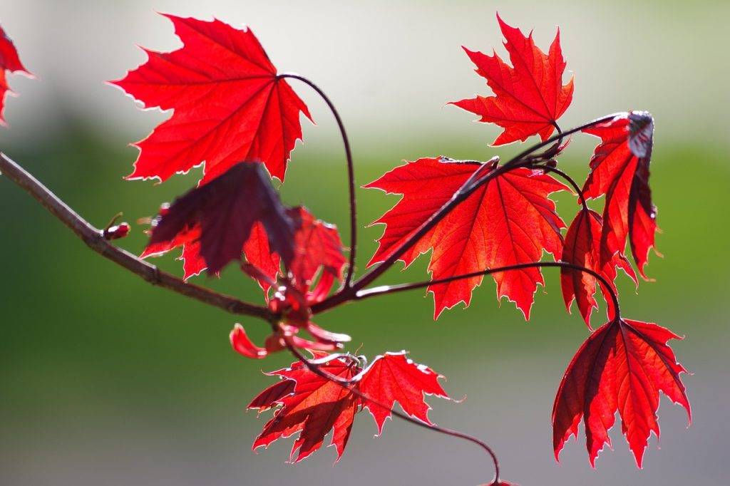 Red Maple Tree leaves