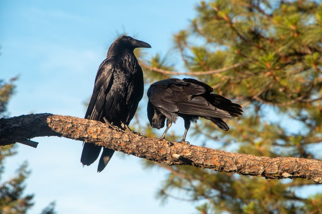 Two crows on a branch