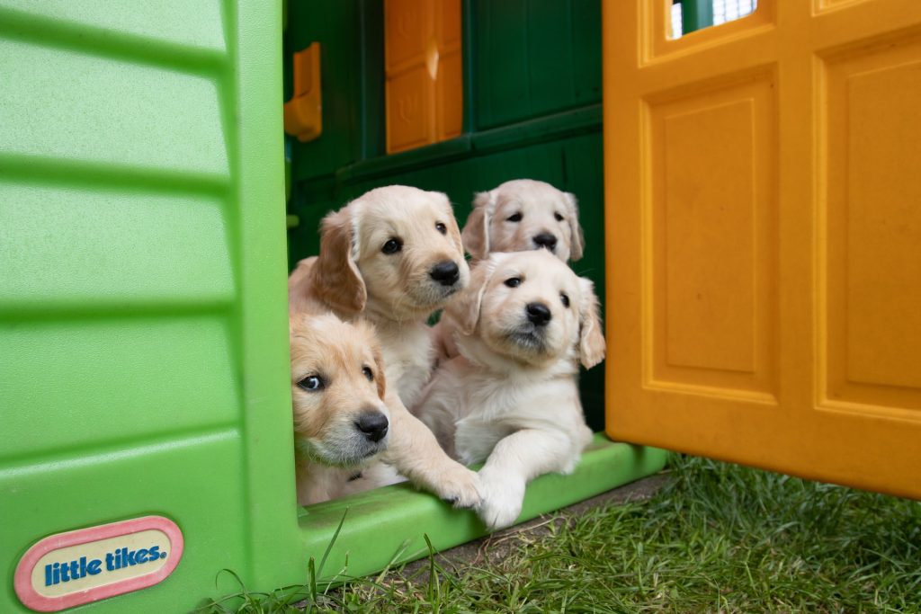 Puppies in a dog house