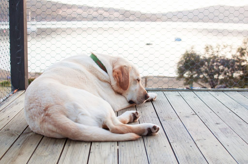 Dog relaxing on deck