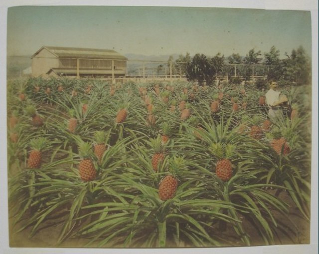 Hedemann pineapple field, circa 1880s