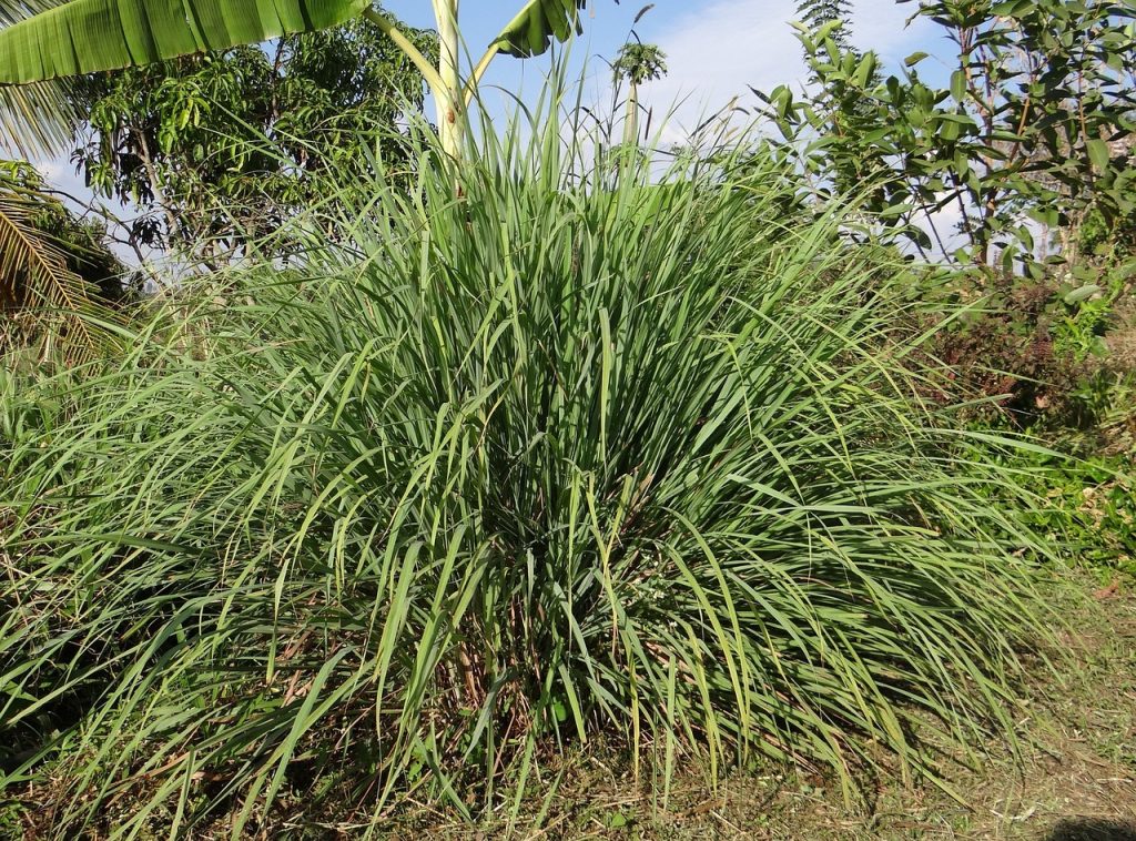 Large lemongrass bush that is used to make citronella