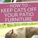How to Keep Cats Off of Patio Furniture | Keep Cats Away From Deck | Cat Repellents for Yards | Get Cats Out of Your Yard #cats #backyard pests #cattraining #outdoorcats