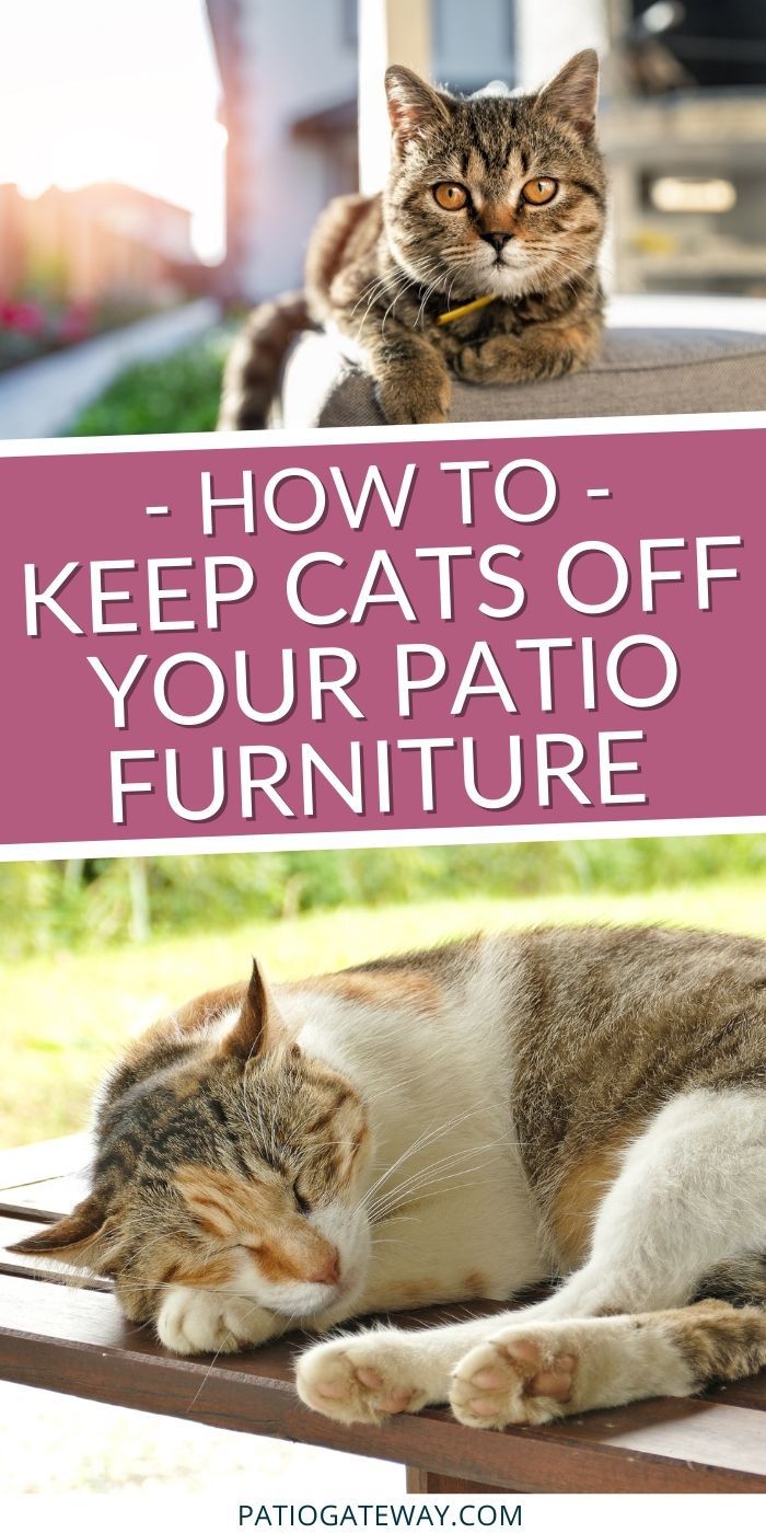 How to Keep Cats Off of Patio Furniture Patio Gateway