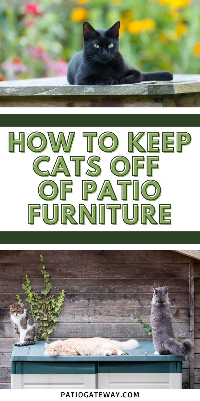 How to Keep Cats Off of Patio Furniture Patio Gateway