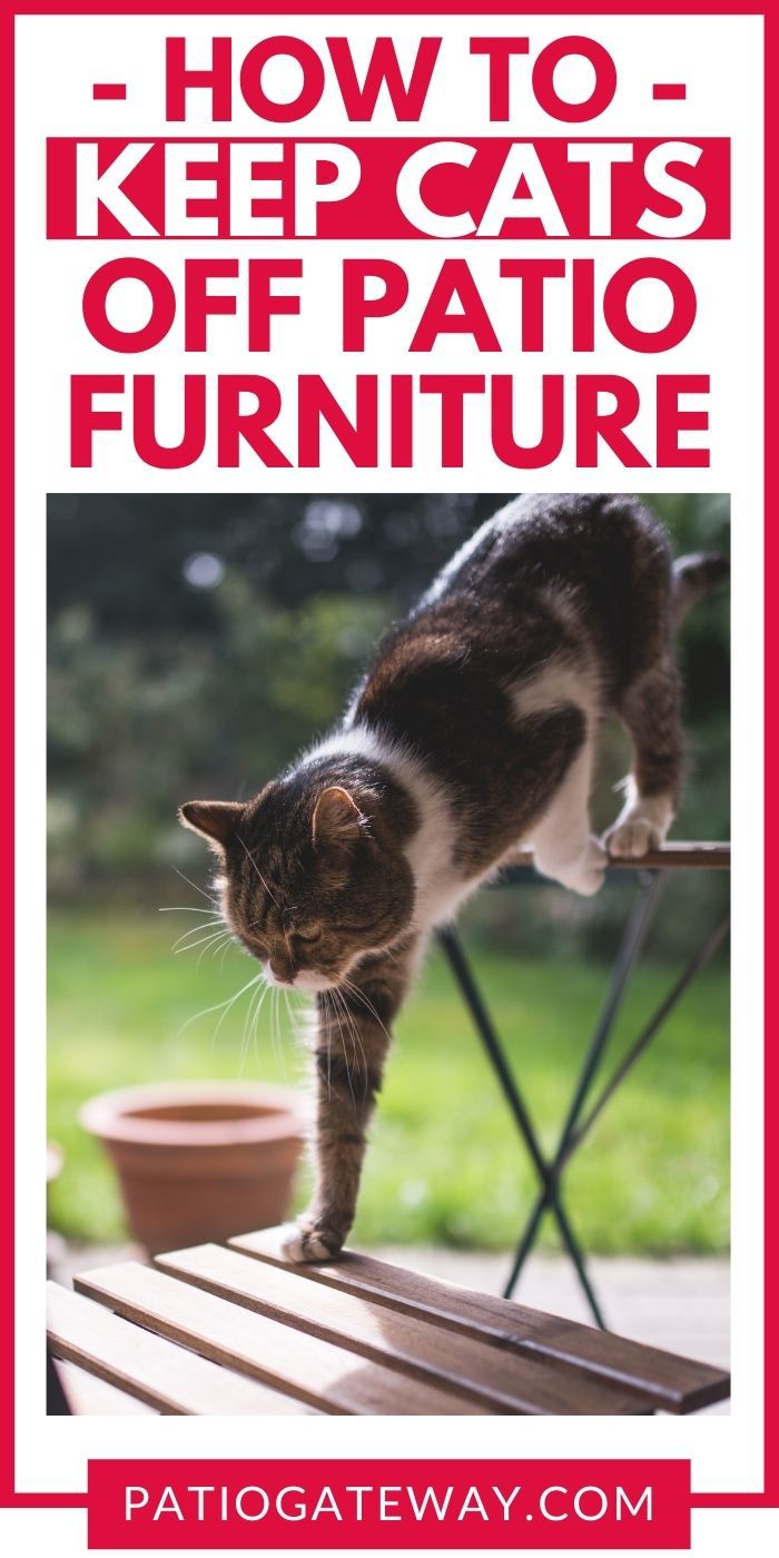 How to Keep Cats Off of Patio Furniture Patio Gateway